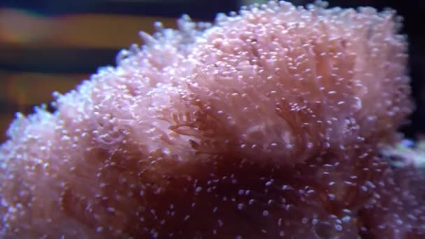 水族馆池中珊瑚礁上的蘑菇珊瑚 Fungiidae 菌落水下拍摄 海底生长着五彩斑斓的珊瑚 — 图库视频影像
