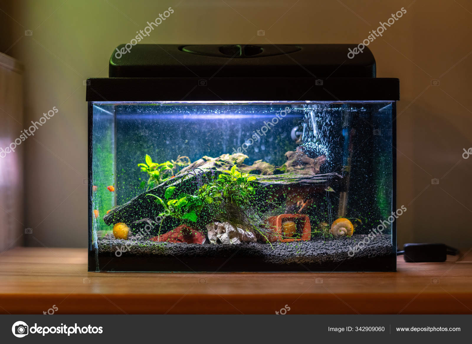 Small fish tank aquarium with colourful snails and fish at home on wooden  table. Fishbowl with freshwater animals in the room — Stock Photo ©  JaCrispy #342909060