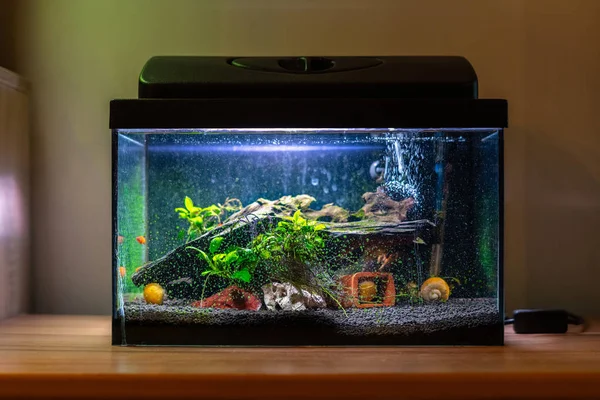 Small fish tank aquarium with colourful snails and fish at home on wooden table. Fishbowl with freshwater animals in the room — Stock Photo, Image