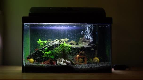 Małe Akwarium Akwariowe Kolorowymi Ślimakami Rybami Domu Drewnianym Stole Fishbowl — Wideo stockowe