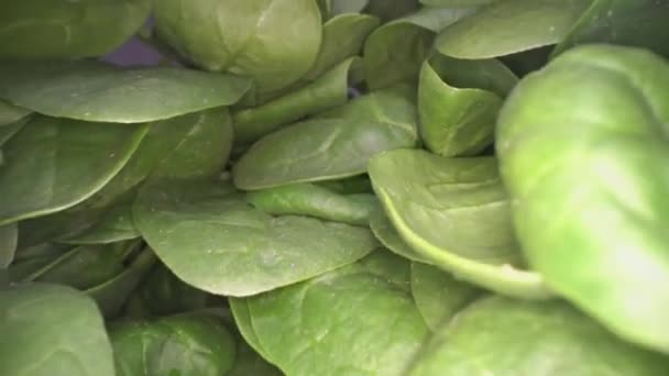 Photo Dolly Feuilles Épinards Verts Glissant Travers Tas Feuilles Légumes — Video