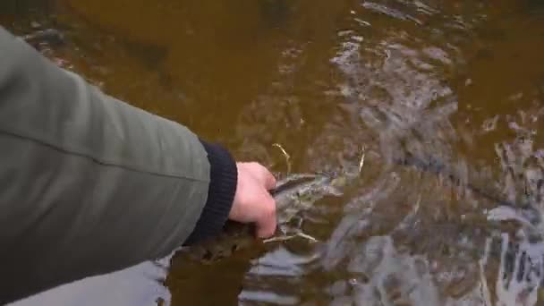 渔夫捕捉到并把梭鱼放回河里 在淡水中捕捞野生梭鱼 — 图库视频影像