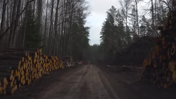 Conducir Través Zona Deforestación Árboles Bosque Montones Árboles Cortados Ambos — Vídeos de Stock