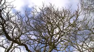 Açık havada güneşli bir günde yapraksız ağaçlara bakıyorum. Kamera yapraksız ağaç dallarında dönüyor. Arkasında bulutlar ve güneşli bir gökyüzü var.