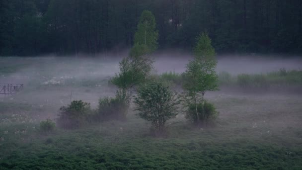 Tijd Verval Van Laag Hangende Nevel Rond Bomen Gras Nachts — Stockvideo