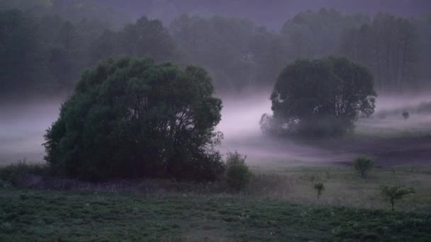 Upływ Czasu Niskiej Wiszącej Mgły Wokół Drzew Nad Trawą Nocy — Wideo stockowe