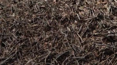Sabah ışığında Avrupa ormanında büyük karınca Tepesi. Anthill, formicary yuva yapı çam ağacı iğneler birbirlerine üst yığılmış yapılmış.