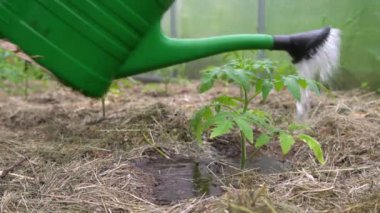 Seradaki plastik serpinti kutusu ya da sulama domates bitkisi. Sebzesiz organik ev yapımı domates. Etrafı gübre ile çevrili.