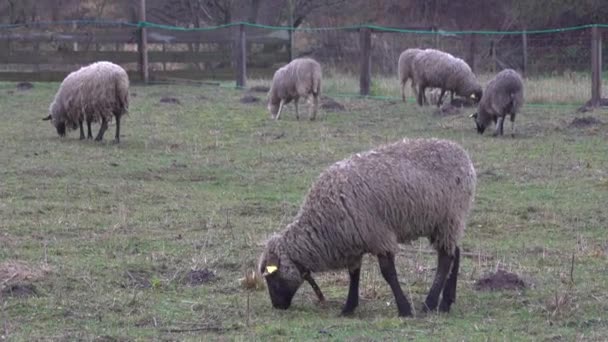 毛茸茸的羊在农田上放牧和放牧 一群羊在户外吃草 — 图库视频影像