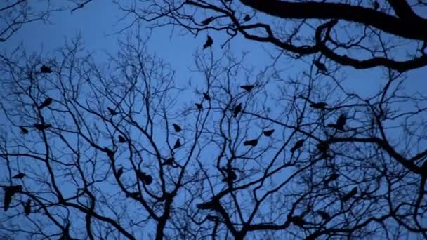 Silhouette de troupeau de corbeaux dans l'arbre la nuit. Effrayante corbeau noir nichant sur les cimes des arbres à l'heure bleue. Migration des oiseaux au crépuscule, Halloween