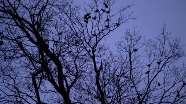夜にはカラスの群れのシルエット 青い時間に木の上に巣を作る恐ろしい黒いカラス 夕暮れ時の鳥の移動ハロウィン — ストック動画