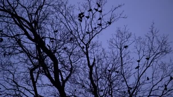 Silhouette de troupeau de corbeaux dans l'arbre la nuit. Effrayante corbeau noir nichant sur les cimes des arbres à l'heure bleue. Migration des oiseaux au crépuscule, Halloween
