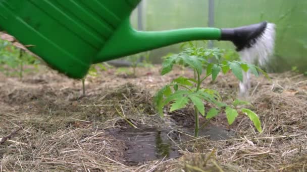 Plastic Sprinkling Can Funnel Watering Tomato Plant Greenhouse Organic Home — Stock Video