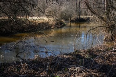 Olay yerini büyüten ağaçlarla dolu nehir akıntısını daralt. Baharda alabalık avlama gezisi, kimse yok.