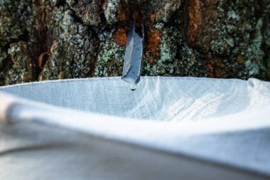 Kovaya damlayan huş ağacının özsuyunu kapat. Doğada gümüşten huş ağacı suyu topluyorum. Kırsal gelenek