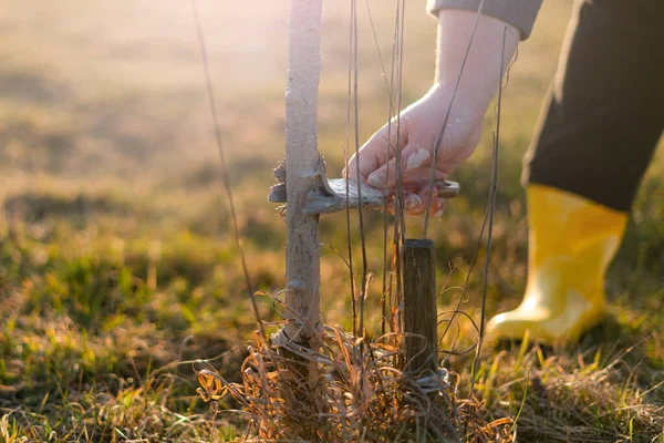 Hand Hält Bürste Und Bleicht Bäume Bei Sonnenuntergang Aus Frühling — Stockfoto