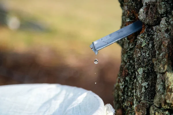 Zbliżenie Soku Brzozowego Kapiącego Wiadra Zbieranie Srebrnego Soku Brzozowego Naturze — Zdjęcie stockowe