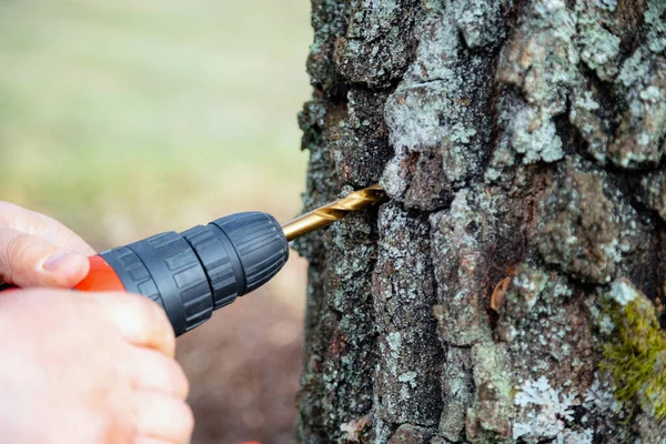 Menutup Manusia Pengeboran Lubang Untuk Mengumpulkan Getah Birch Mengumpulkan Jus — Stok Foto
