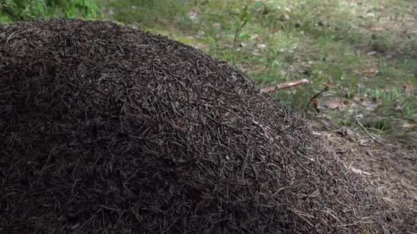 Großer Ameisenhügel Europäischen Wald Morgenlicht Ameisenhaufen Gewaltige Neststruktur Aus Übereinander — Stockvideo