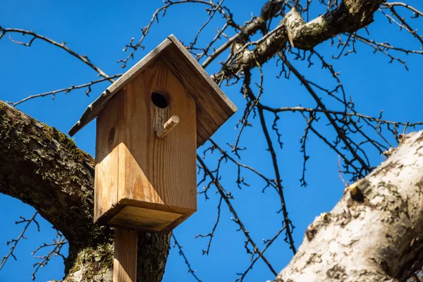 Scatola Nidificazione Nell Albero Una Giornata Sole Casa Uccelli Legno — Foto Stock