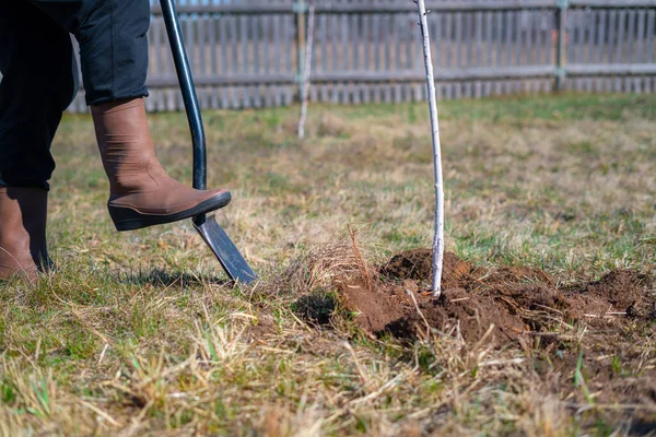 Der Mensch Gräbt Gras Und Kehrt Dreck Boden Rund Die — Stockfoto