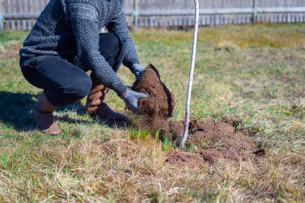 Homem Cavando Relva Invertendo Sujeira Preparação Solo Torno Planta Para — Fotografia de Stock