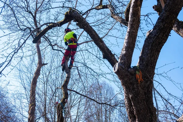 Mann Schneidet Baumkronen Mit Säge Holzfäller Tragen Schutzausrüstung Und Sägen — Stockfoto