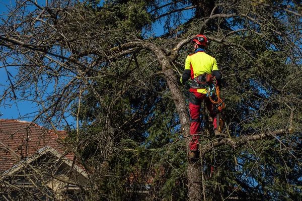 人类用锯子修剪树梢 城市里的伐木工人在暴风雨之后穿着防护服和锯枝 高风险工作 — 图库照片