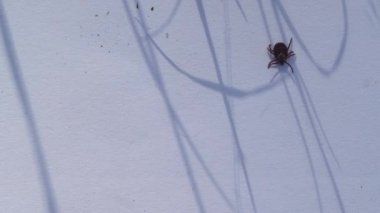 Beyaz arka planda sürünen olgun Amerikan köpek kenesi. Bu eklembacaklılar baharda en aktif olanıdır ve lyme hastalığı ya da beyin iltihabı kariyeri olabilirler.