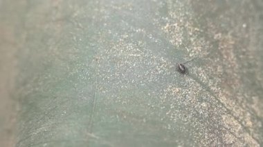 Açık havada lastik botlara tırmanan Amerikan köpek kenesi gibi. Bu eklembacaklılar baharda en aktif olanıdır ve Lyme hastalığı ya da beyin iltihabı kariyeri olabilirler.