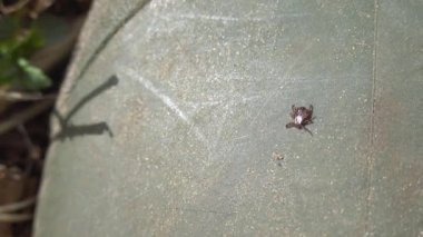 Açık havada lastik botlara tırmanan Amerikan köpek kenesi gibi. Bu eklembacaklılar baharda en aktif olanıdır ve Lyme hastalığı ya da beyin iltihabı kariyeri olabilirler.