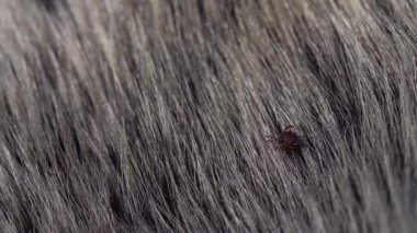 Amerikan köpek kenesi gibi sürünen hayvan kürküne yakın durun. Bu eklembacaklılar baharda en aktif olanıdır ve Lyme hastalığı ya da beyin iltihabı kariyerleri olabilir. Kimse.