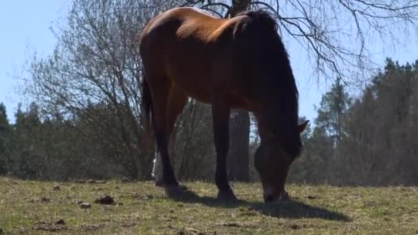 Cheval brun mangeant de l'herbe sur la terre de la ferme par une journée ensoleillée. Herbage de chevaux ranch à la campagne 