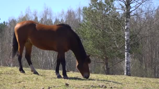 Cheval brun mangeant de l'herbe sur la terre de la ferme par une journée ensoleillée. Herbage de chevaux ranch à la campagne 