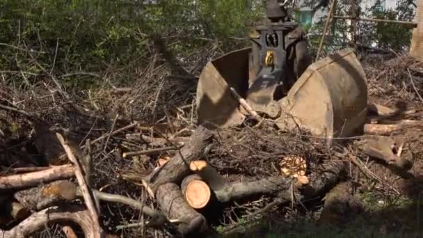 Ciężkie Maszyny Przemysłowe Zgarniają Drewniane Gałęzie Brud Ziemi Łopata Hydrauliczna — Wideo stockowe