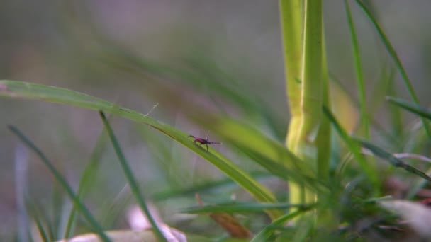 Zbliżenie Kleszcza Jelenia Czołgającego Się Łodydze Trawy Naturze Pajęczaki Najbardziej — Wideo stockowe