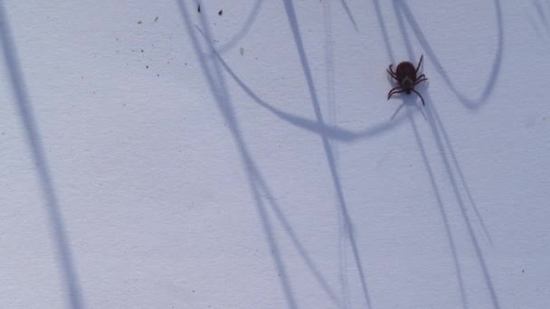 Volwassen Amerikaanse Hond Teek Kruipen Witte Achtergrond Deze Arachniden Zijn — Stockvideo