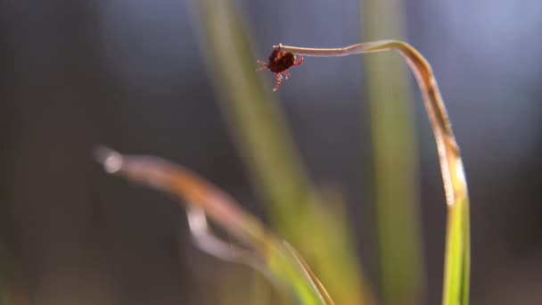 Primo Piano Cane Americano Zecche Accoppiamento Sul Gambo Erba Natura — Video Stock