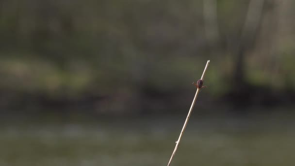 Primo Piano Cane Americano Zecche Strisciare Sul Gambo Erba Natura — Video Stock