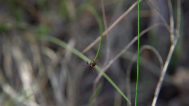 Close American Dog Tick Waiting Grass While Man Rubber Boots — Stock Video