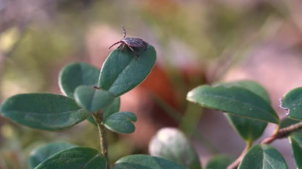 Close American Dog Tick Crawling Cranberry Leaf Nature Arachnids Most — Stock Video