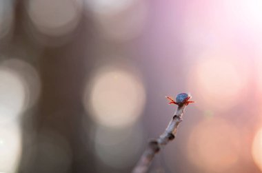 Doğada çim gövdesinde sürünen Amerikan köpek kenesi gibi. Bu eklembacaklılar baharda en aktif olanıdır ve Lyme hastalığı ya da beyin iltihabı kariyeri olabilirler.