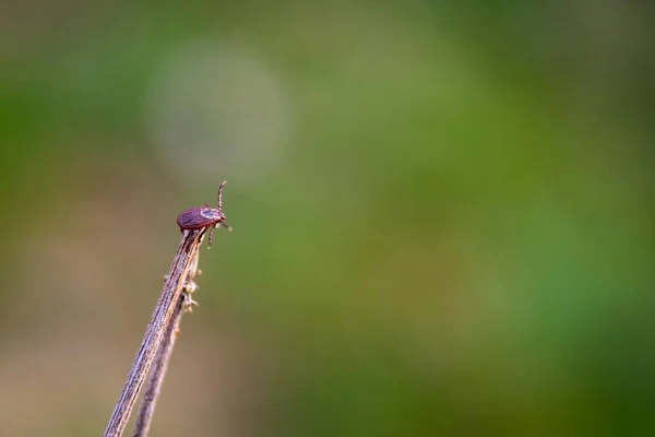 Close American Dog Tick Crawling Grass Stem Nature Arachnids Most — Stock Photo, Image