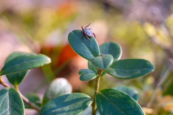 Close American Dog Tick Crawling Cranberry Leaf Nature Arachnids Most — Stock Photo, Image