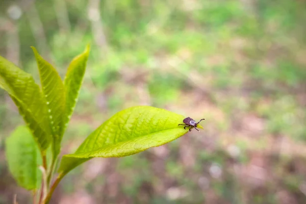 Primer Plano Garrapata Perro Americano Esperando Hoja Planta Naturaleza Estos —  Fotos de Stock