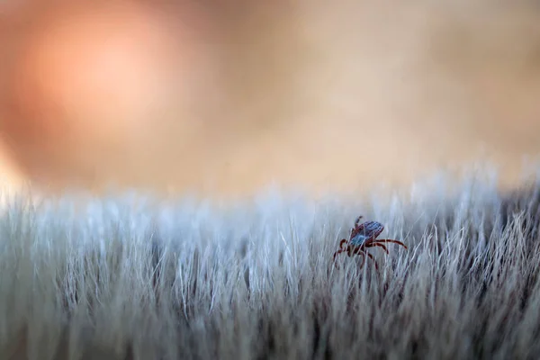 Close up of American dog tick crawling animal fur. These arachnids a most active in spring and can be careers of Lyme disease or encephalitis. Nobody