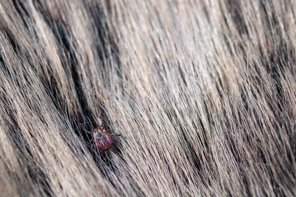 Close American Dog Tick Crawling Animal Fur Arachnids Most Active — Stock Photo, Image