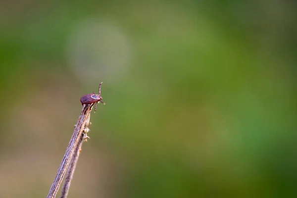 Herbe A Tiques Images Libres De Droit Photos De Herbe A Tiques Depositphotos