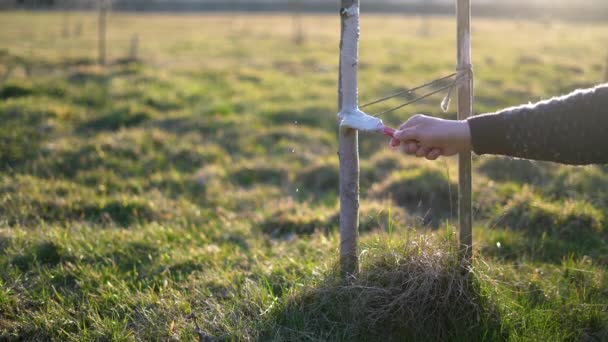 Hand Hält Bürste Und Bleicht Bäume Bei Sonnenuntergang Aus Frühling — Stockvideo