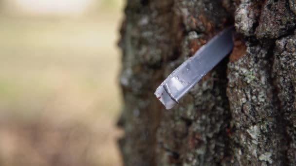Kovaya Damlayan Huş Ağacının Özsuyunu Kapat Doğada Gümüşten Huş Ağacı — Stok video